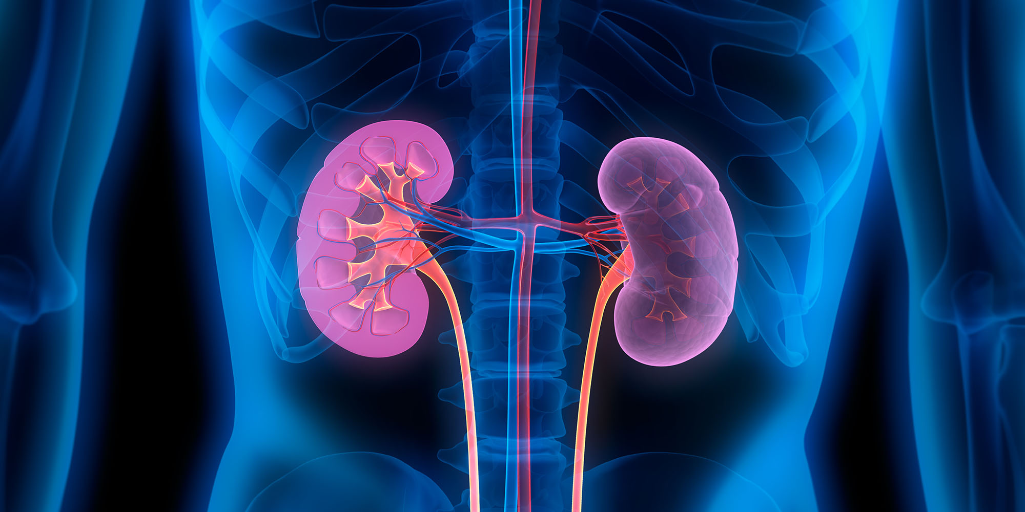 Illustration of kidneys in body