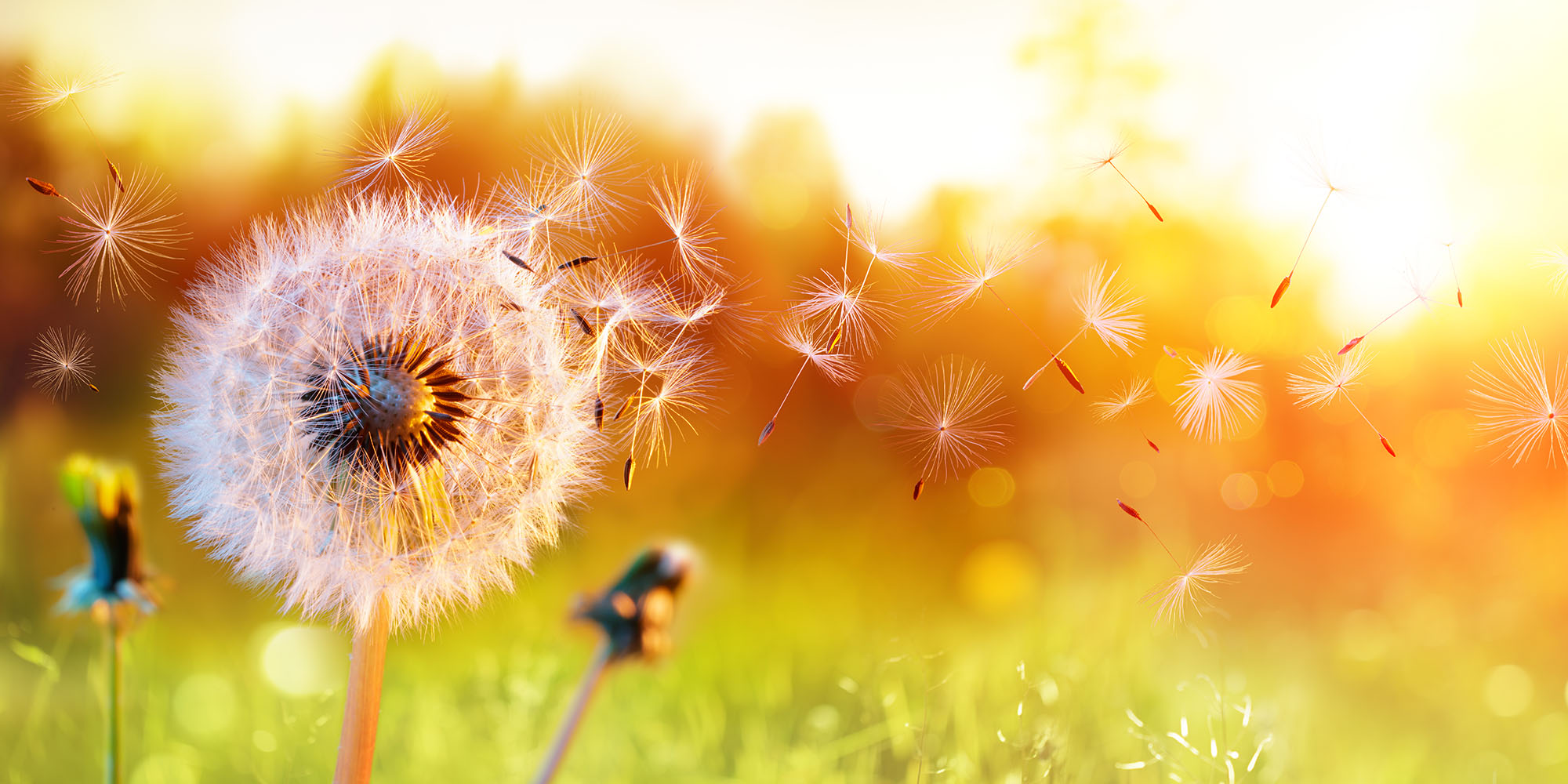 image of a dandelion in a field